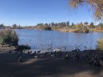 Guajome Regional Park, California, United States. Lake, ducks, geese